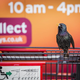 A starling finds its spot on a supermarket cart in Cornwall, England.
